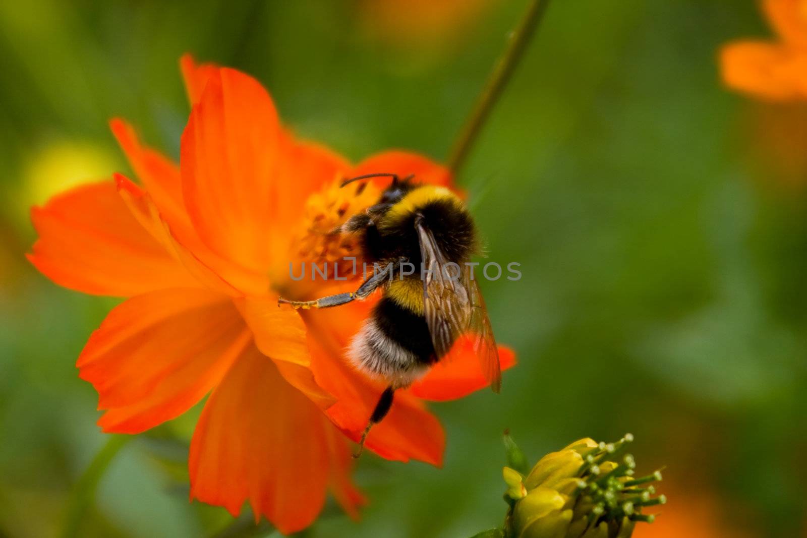 bee on the red flower