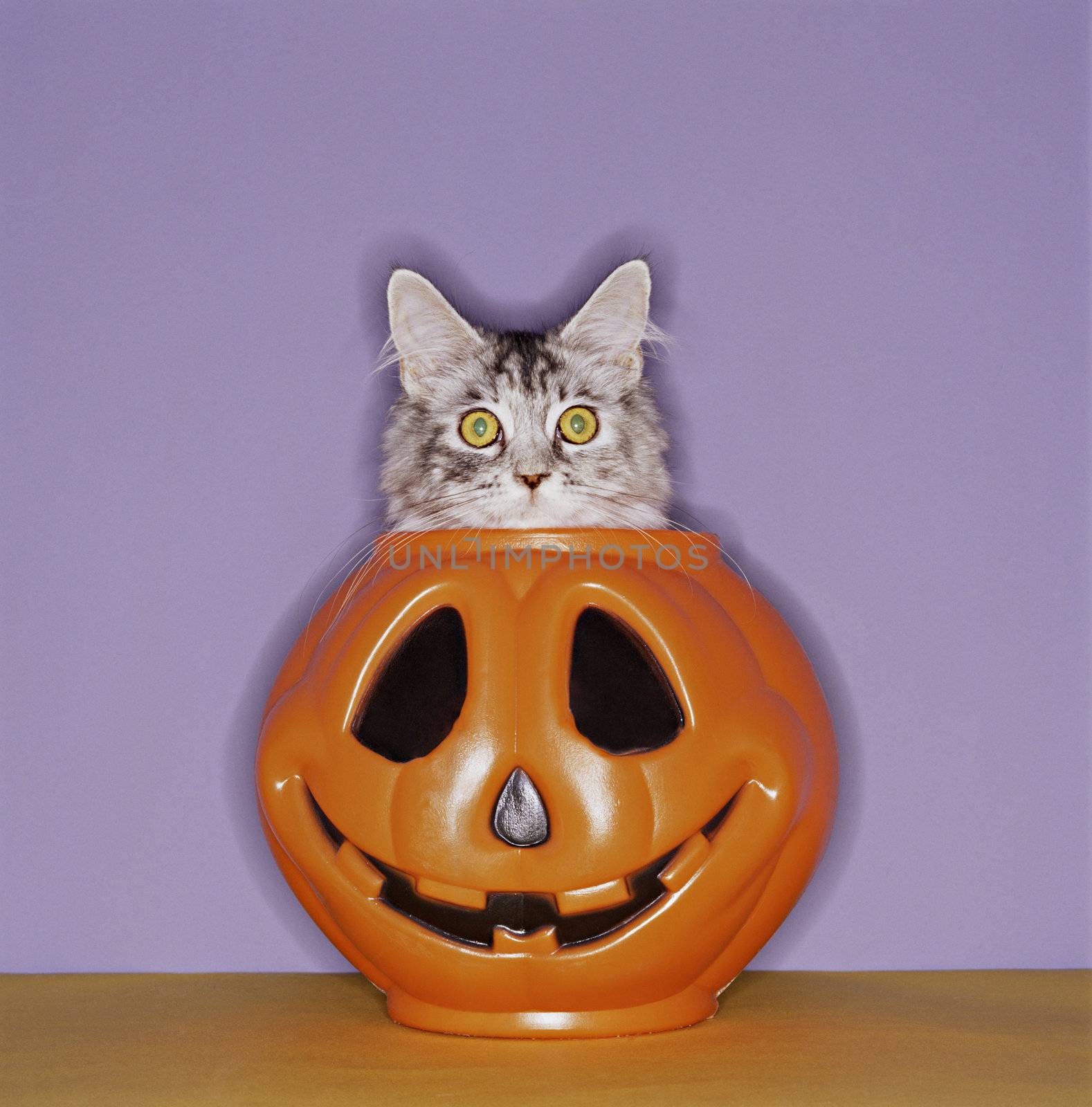 Startled Cat Peeping Out of Halloween Pumpkin