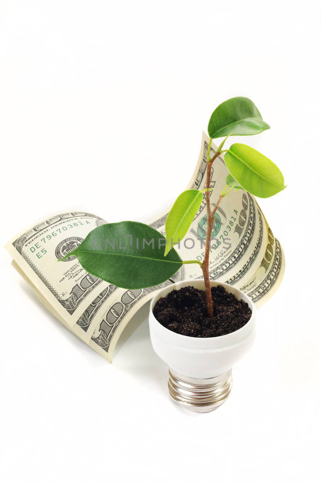 green sprout on bulb on the dollar