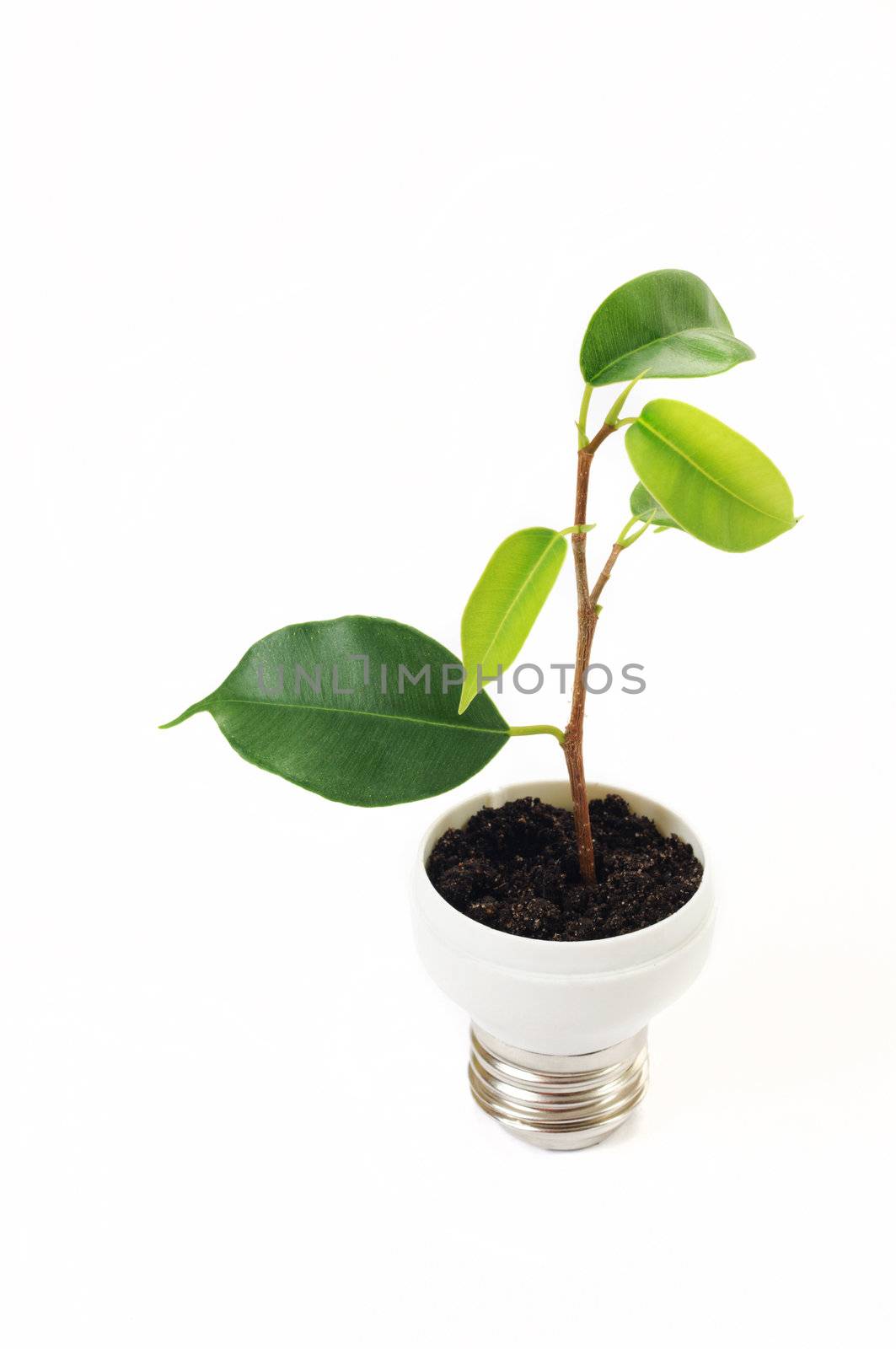 green sprout on the bulb isolated