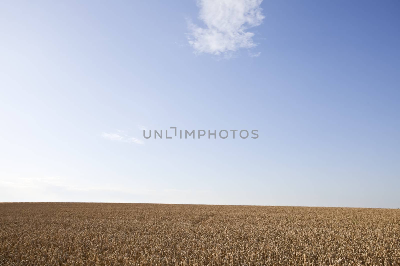 wheat field on a sunny day