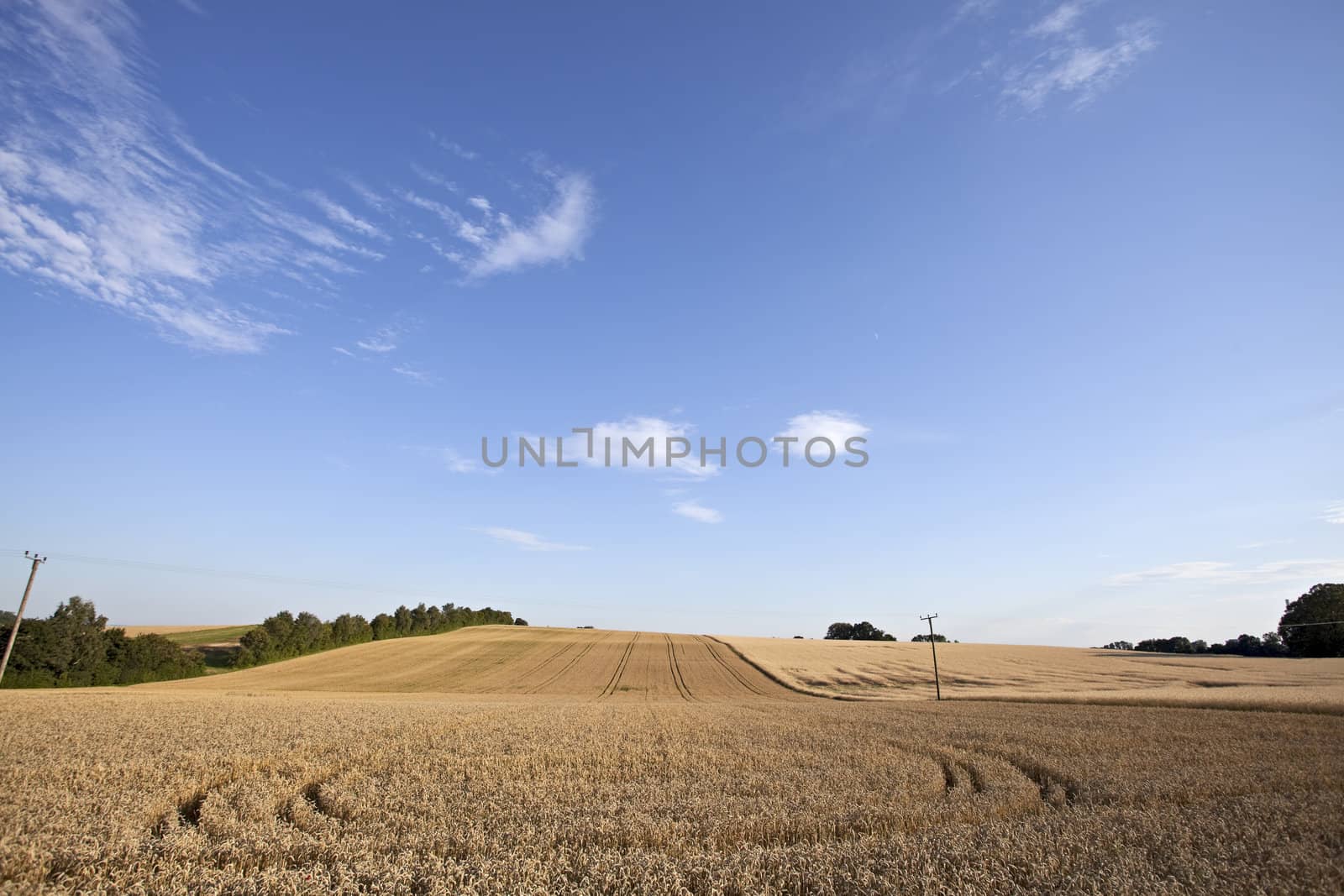 wheat field on a sunny day by bernjuer