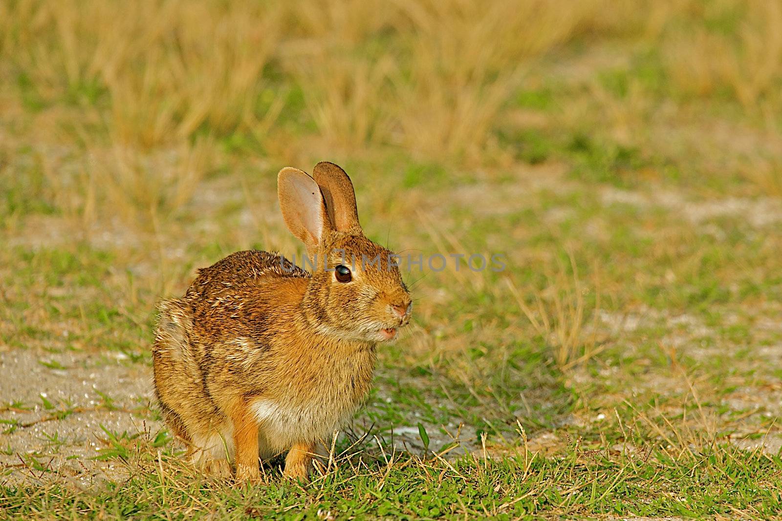 Wild Rabbit by dmvphotos