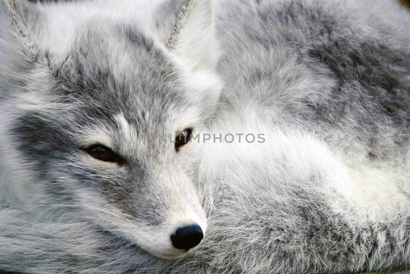 Arctic Fox by nialat