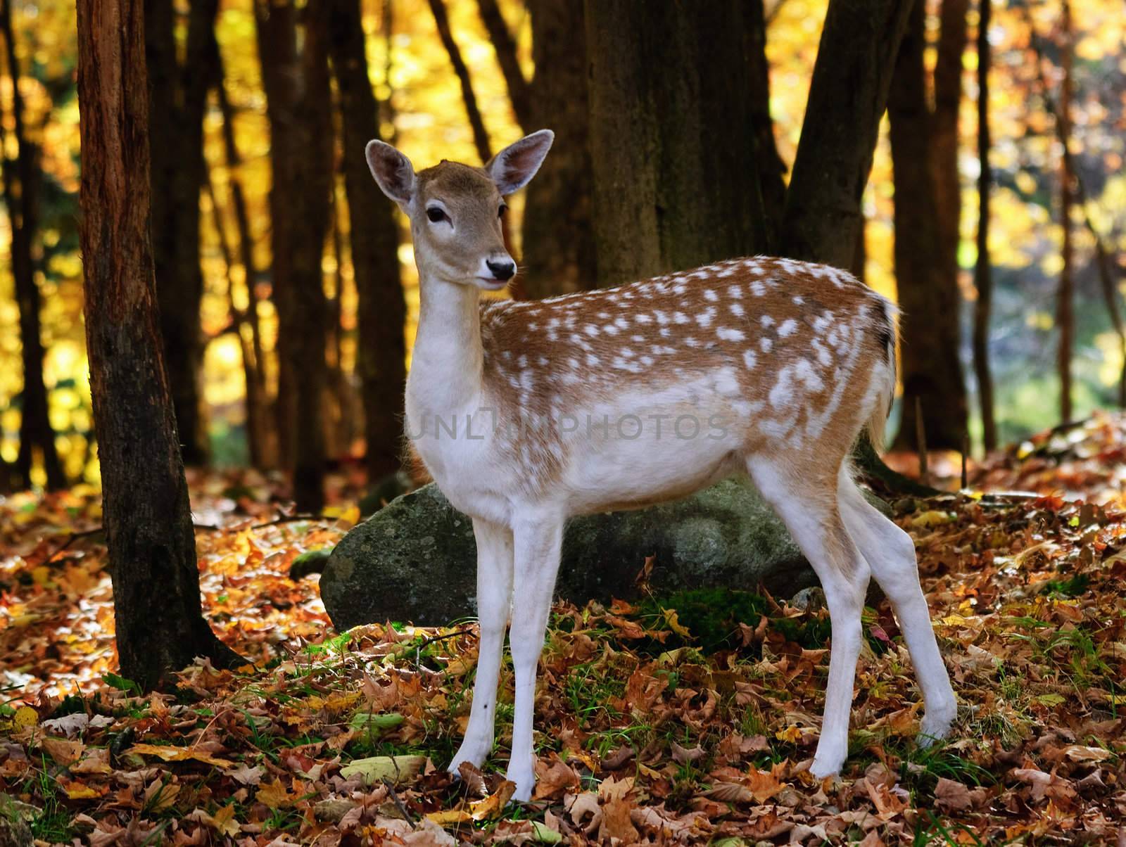 A beautiful fallow deer in a colorful autumn forest