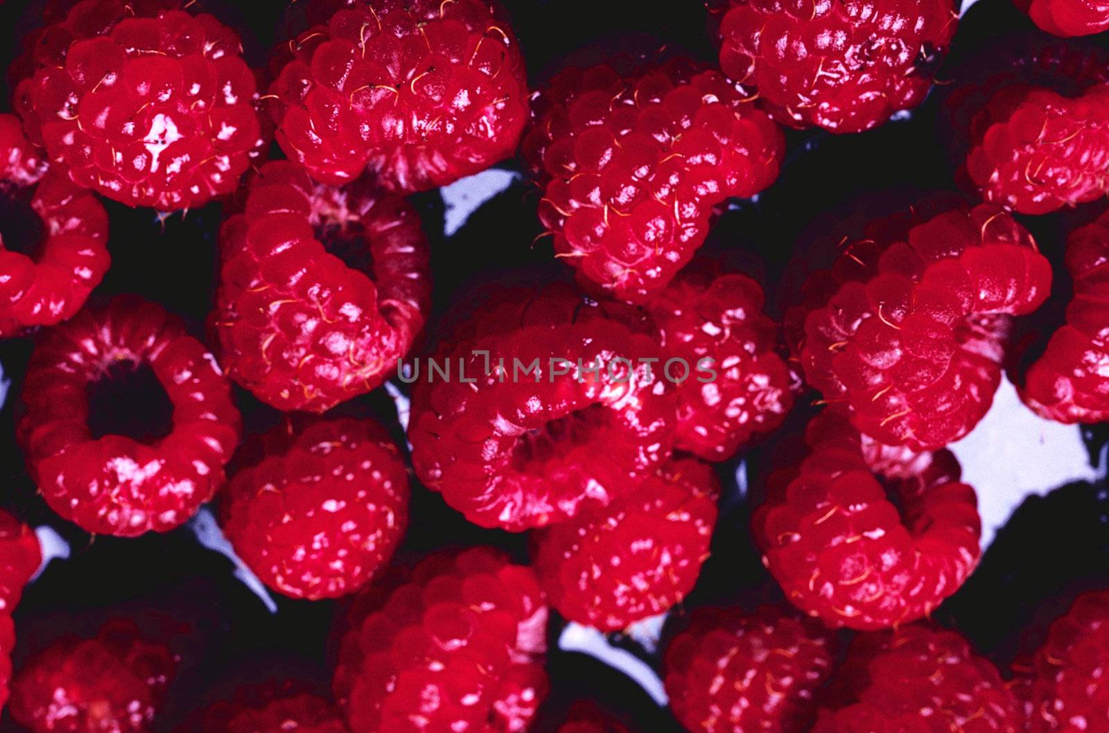 raspberries by photo_guru