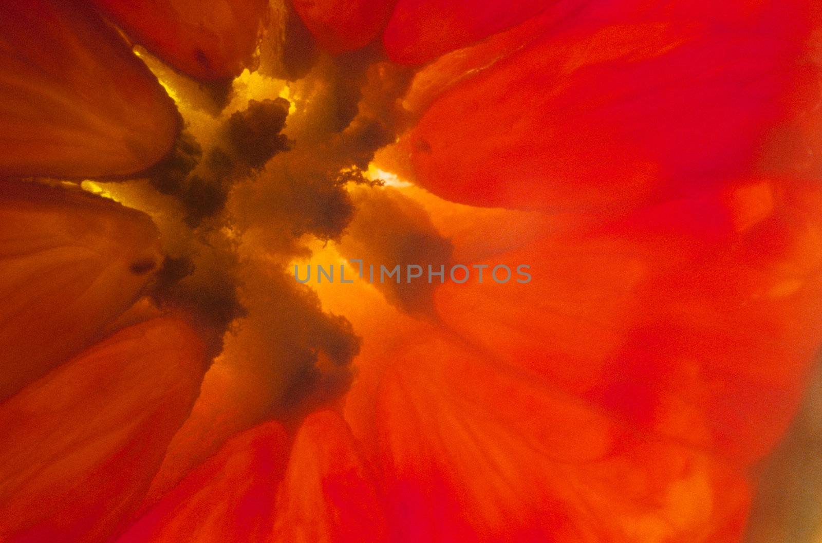 pink grapefruit close up