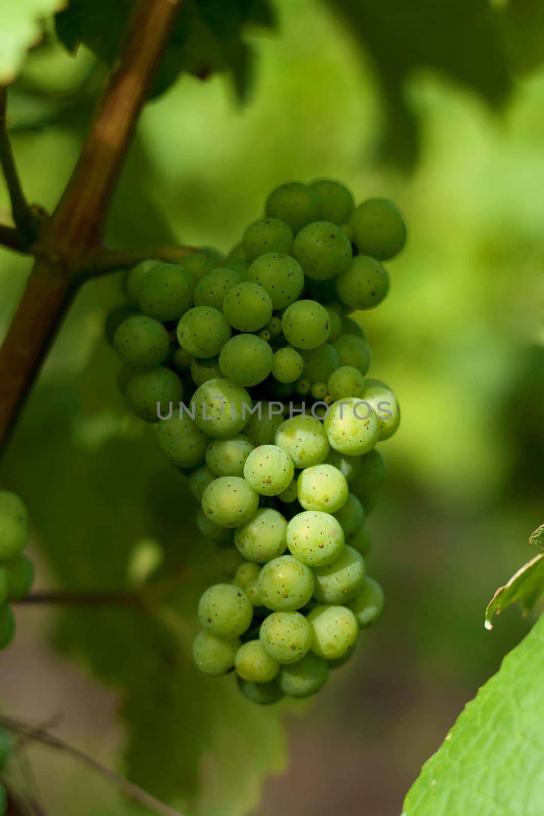 Young grapes growing at the vineyard in late summer