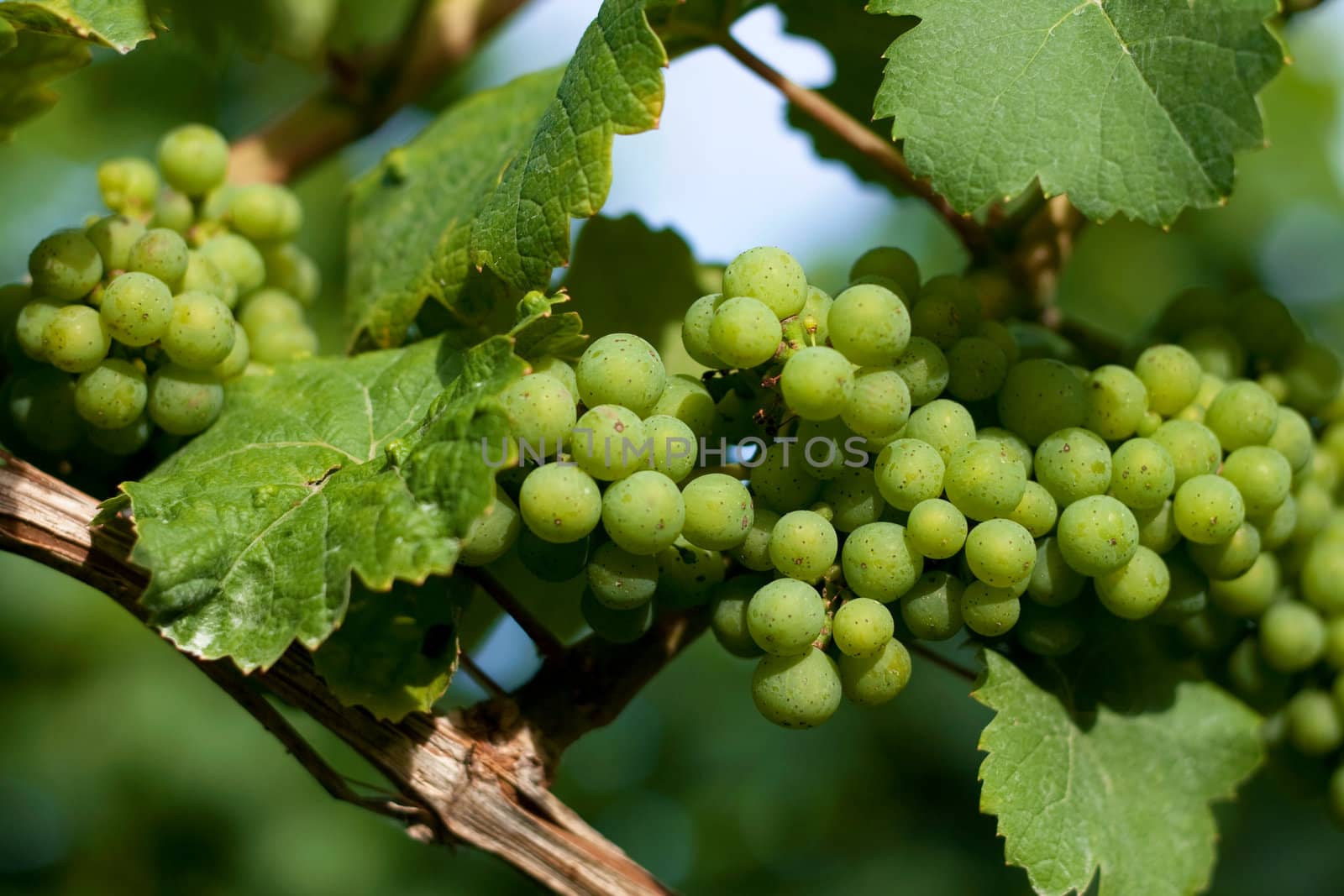Grape vine by azschach