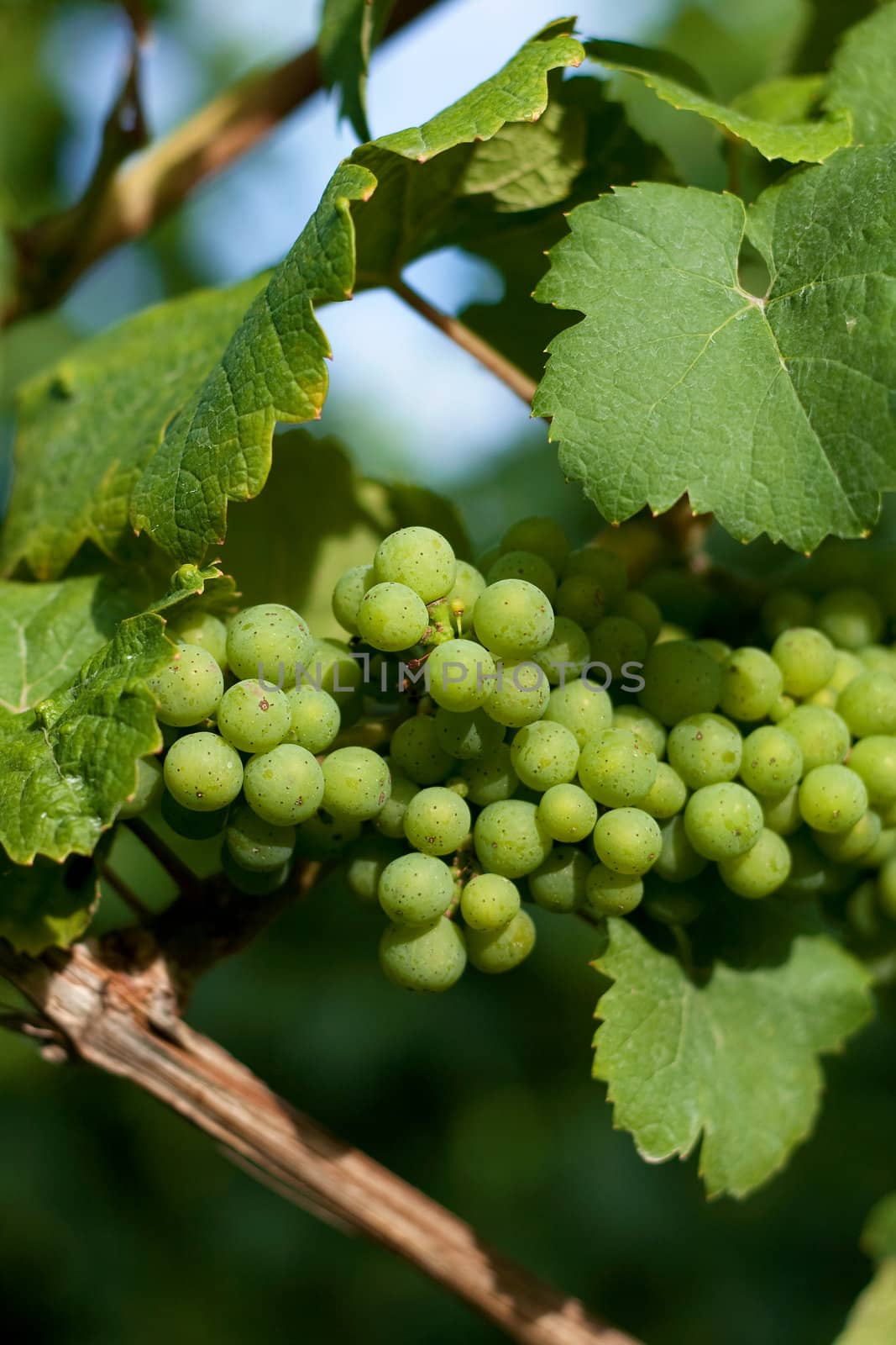 Young grapes growing at the vineyard in late summer