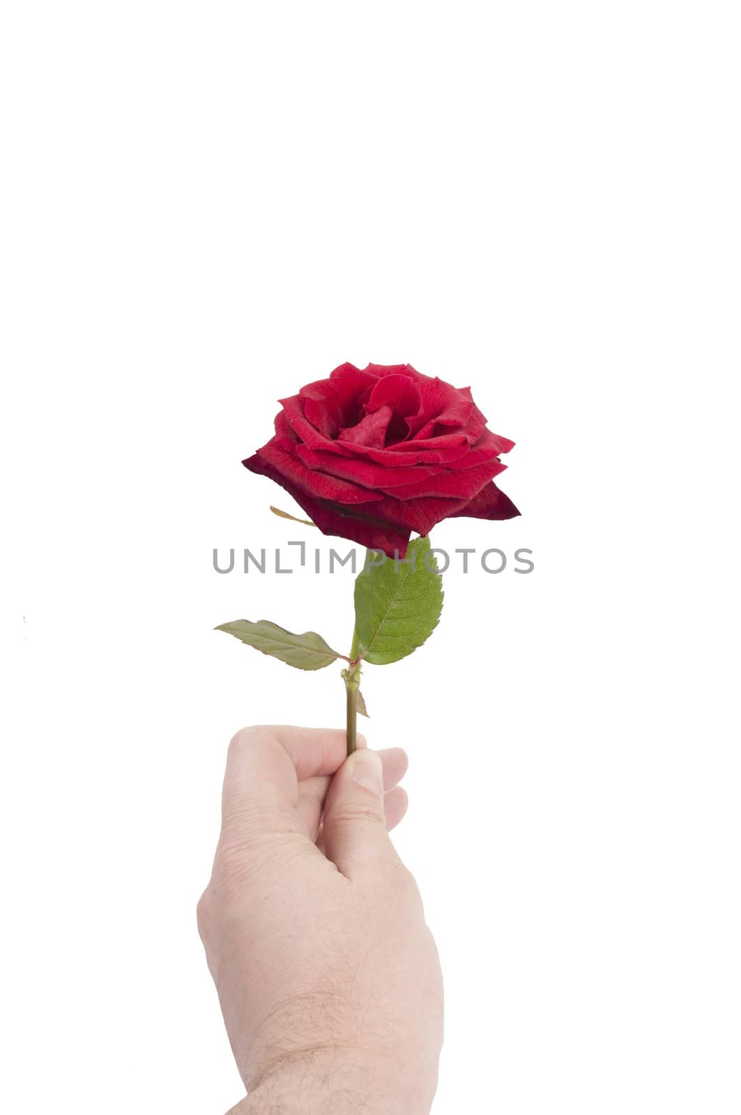 Rose in man hand