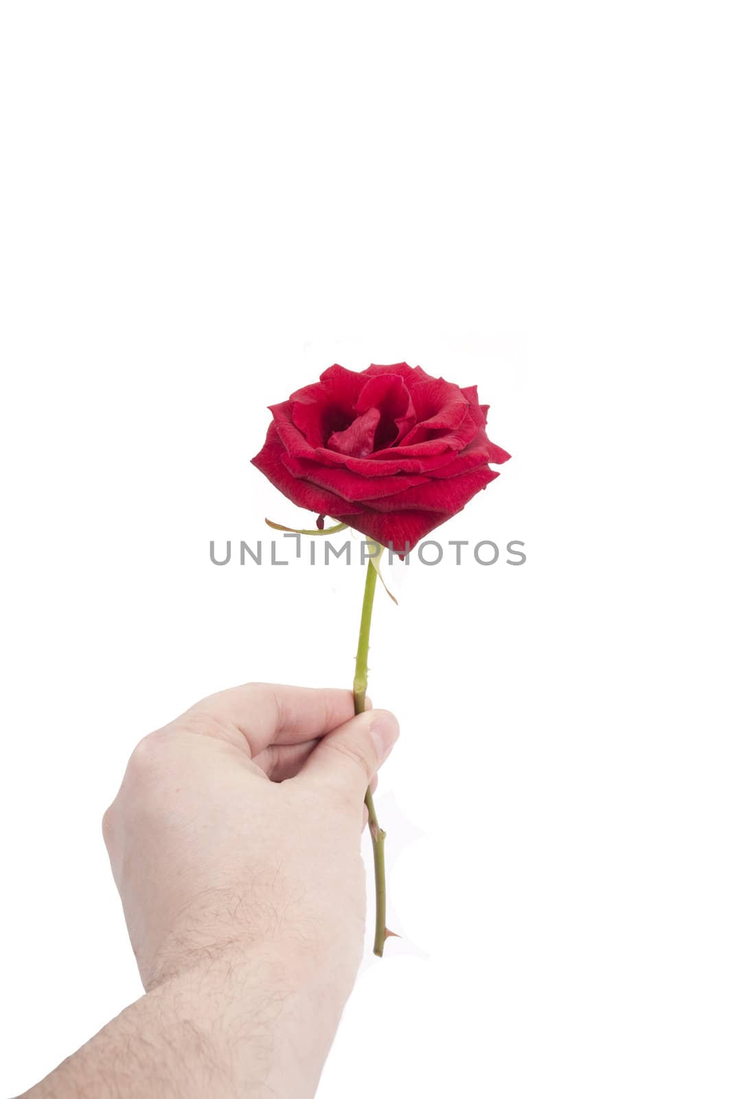 A rose for you