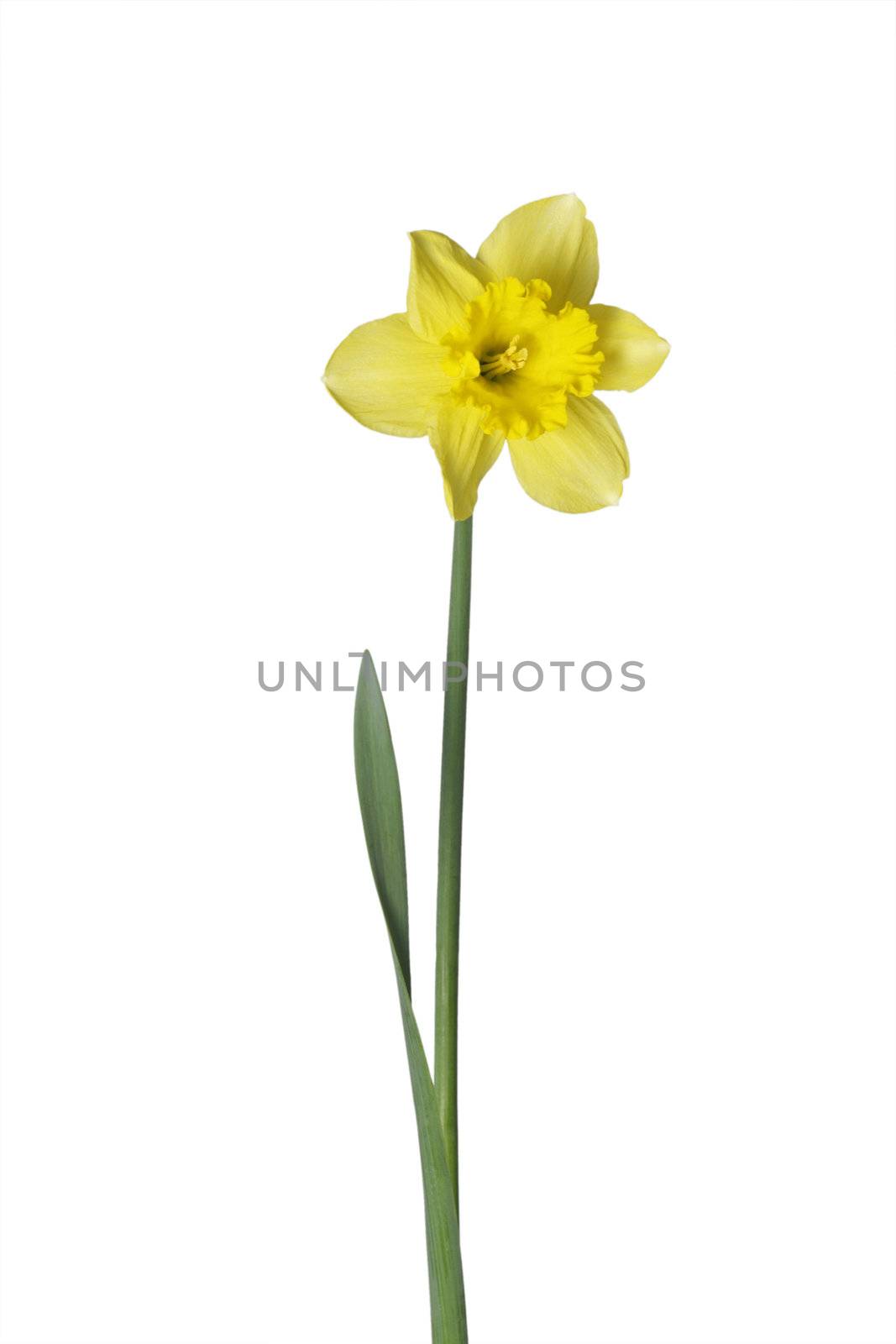 Daffodil by Teamarbeit