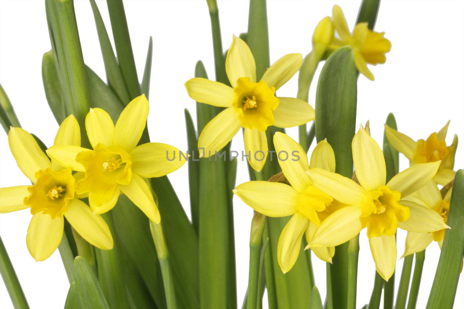 Daffodils by Teamarbeit