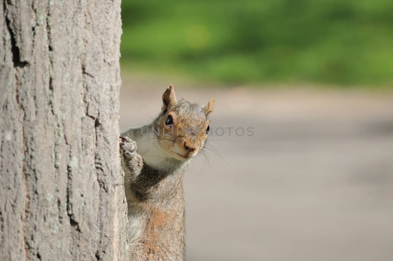 A gray squirrel perched in a tree.