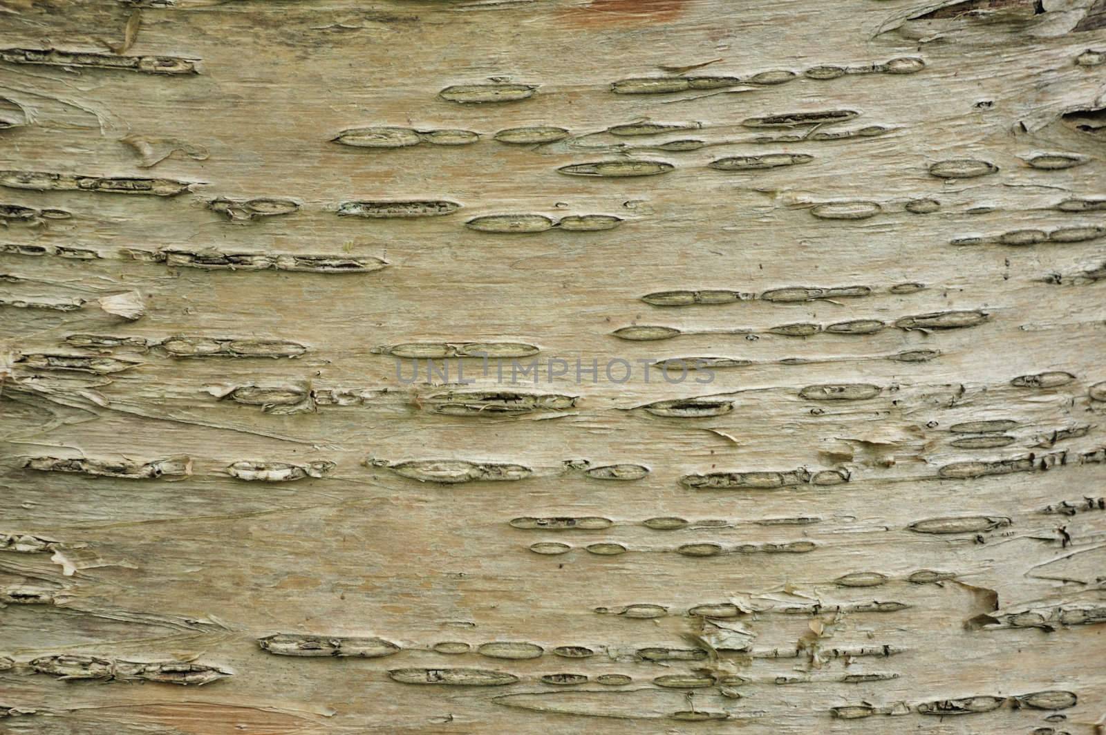 Tree Bark Background by brm1949
