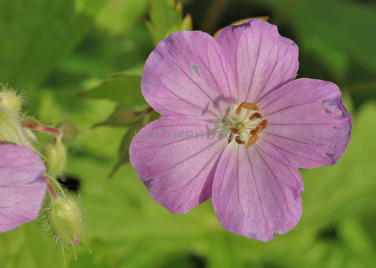 A close up of a common wood sorrel blossom in late spring.