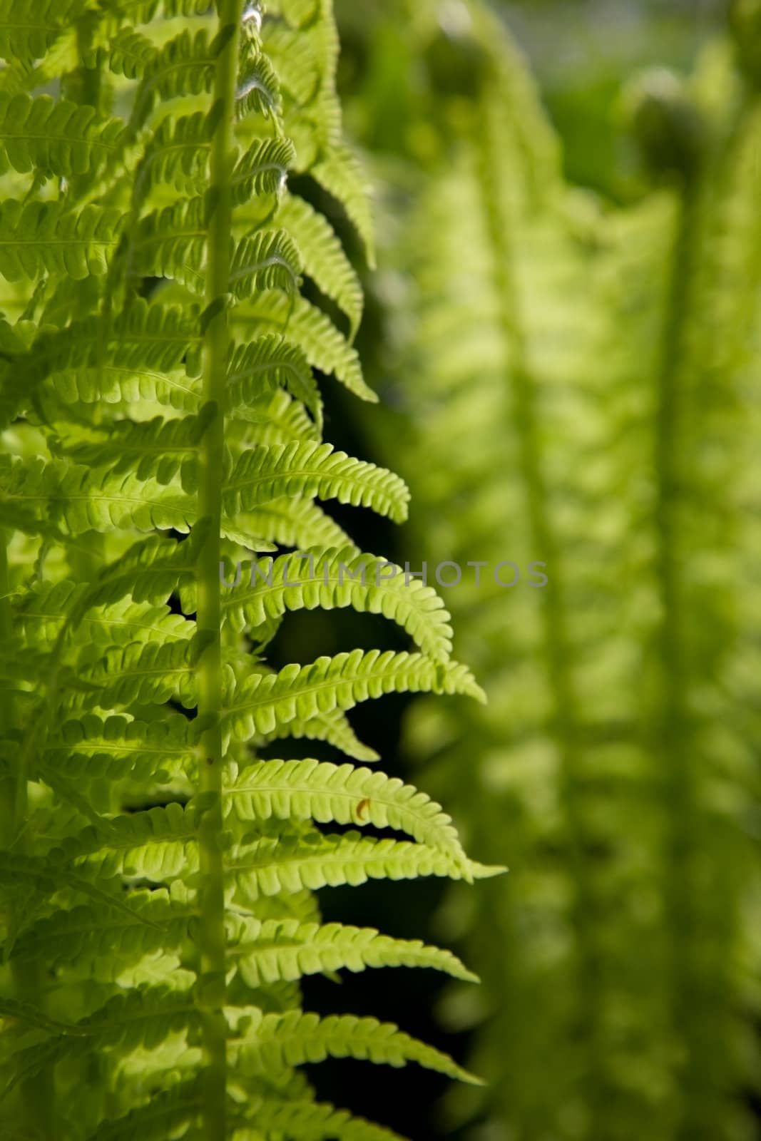 Green fern leaves in the sun