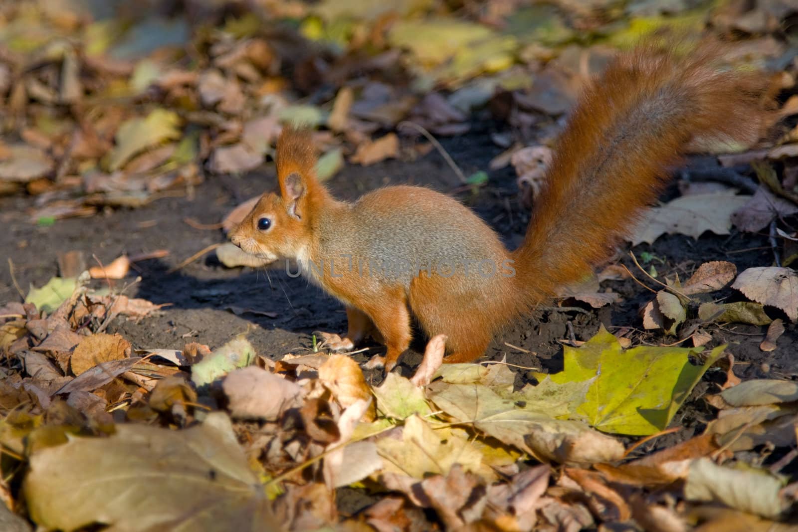 red squirrel jumping among  autumn leaves  in the park