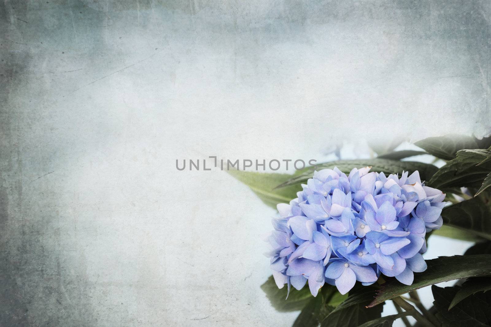Background Hydrangea flowers and room for copy space. 
