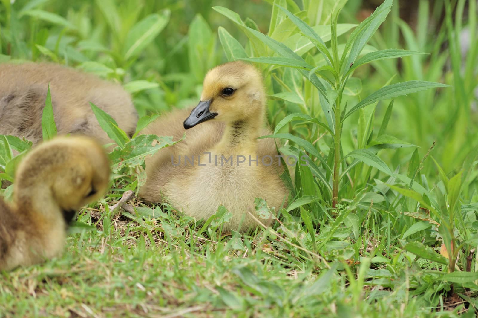 Canada Goose Goslings by brm1949