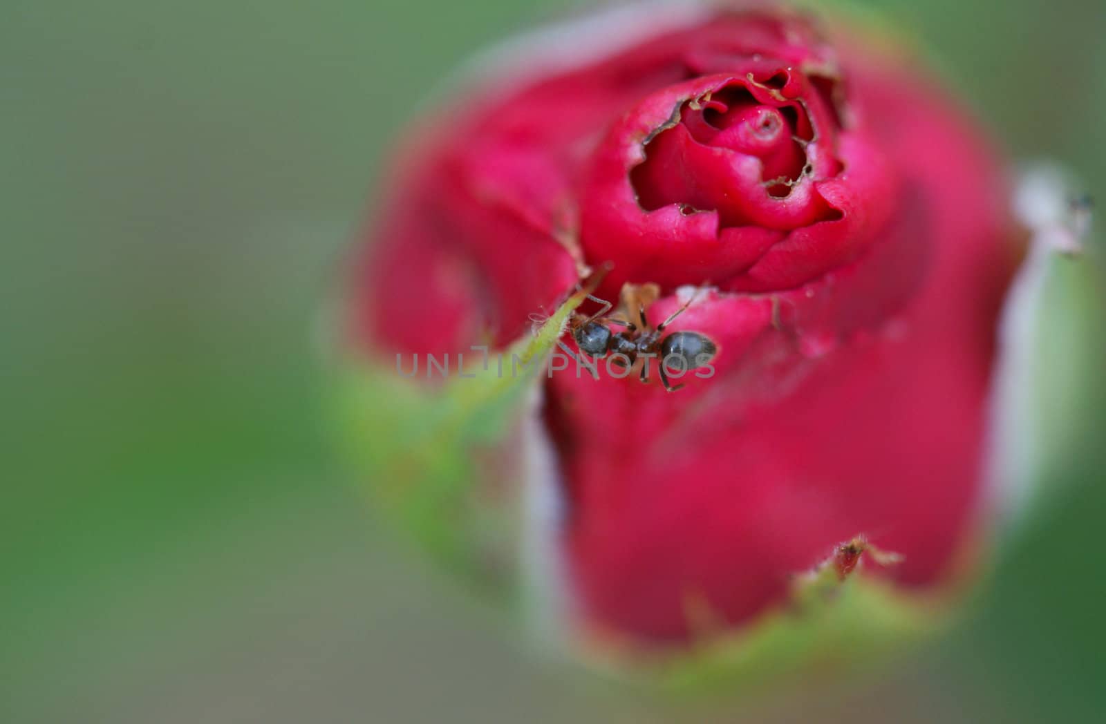 Ant photographed walking to the flower.