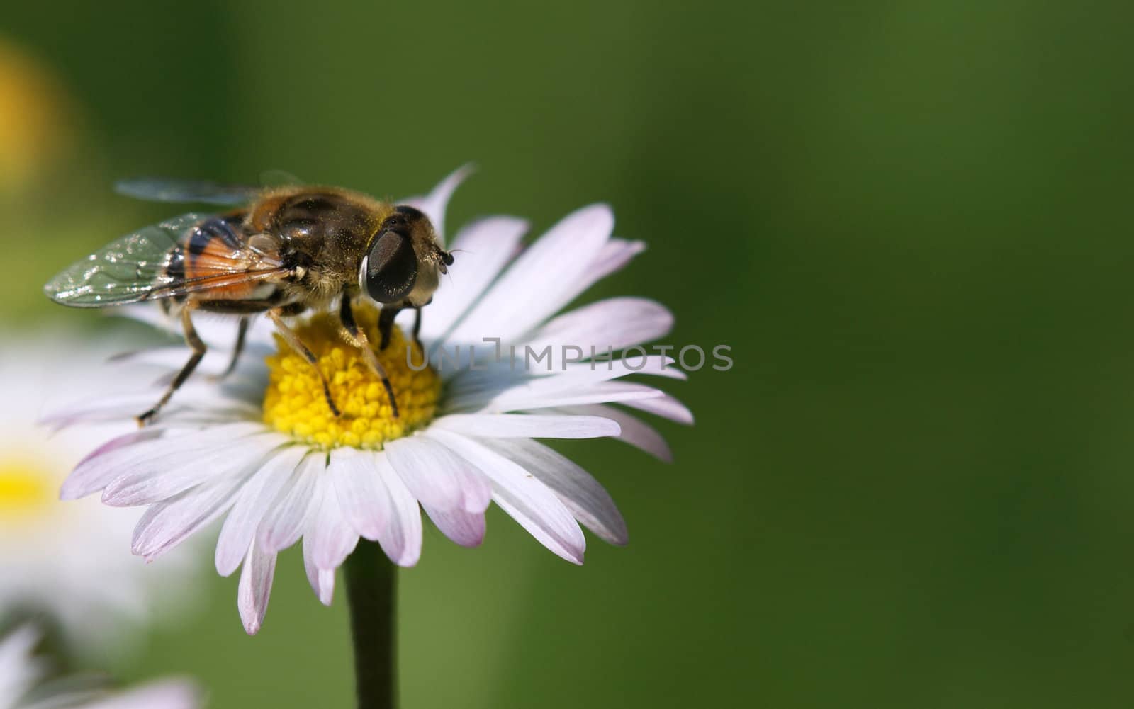 Bee on a flower by Dona203