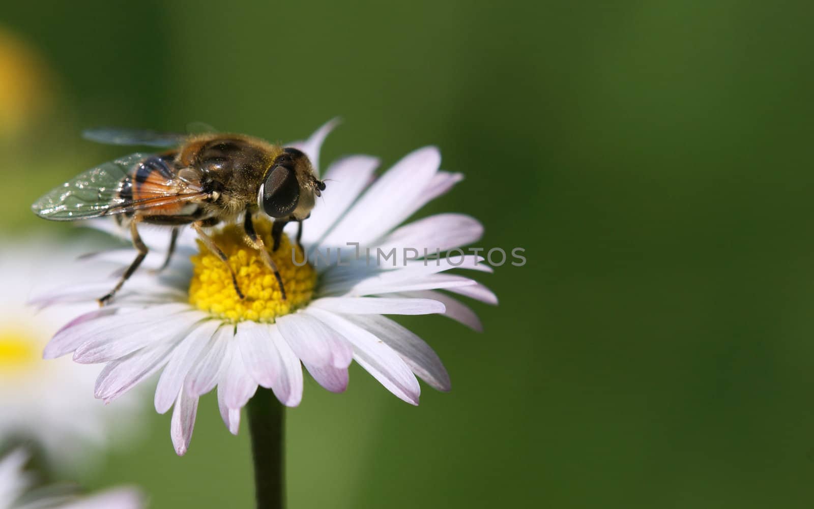 Bees photographed as resting on the flower. On daisies.