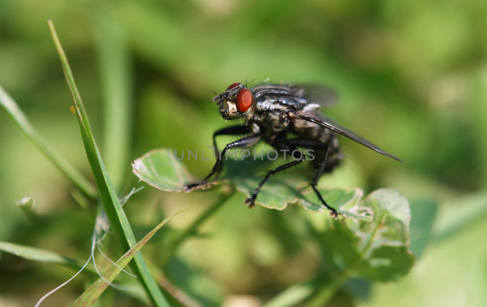 Flies photographed as resting on the grass.