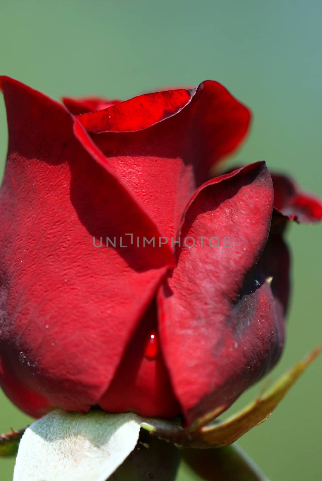 Rose photographed up close. Macro photography.