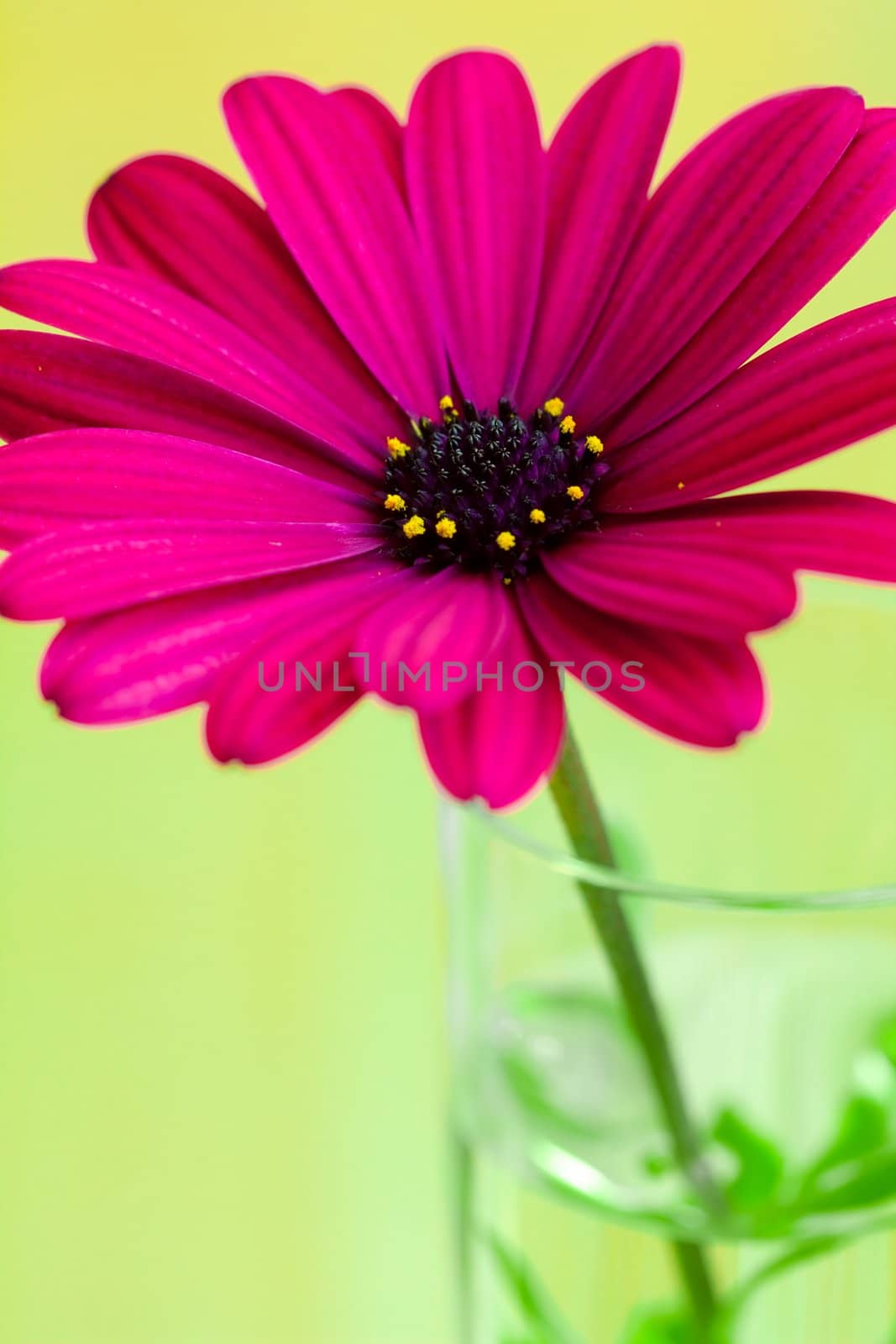 A close view of purple daisy flower in a vase fill with water