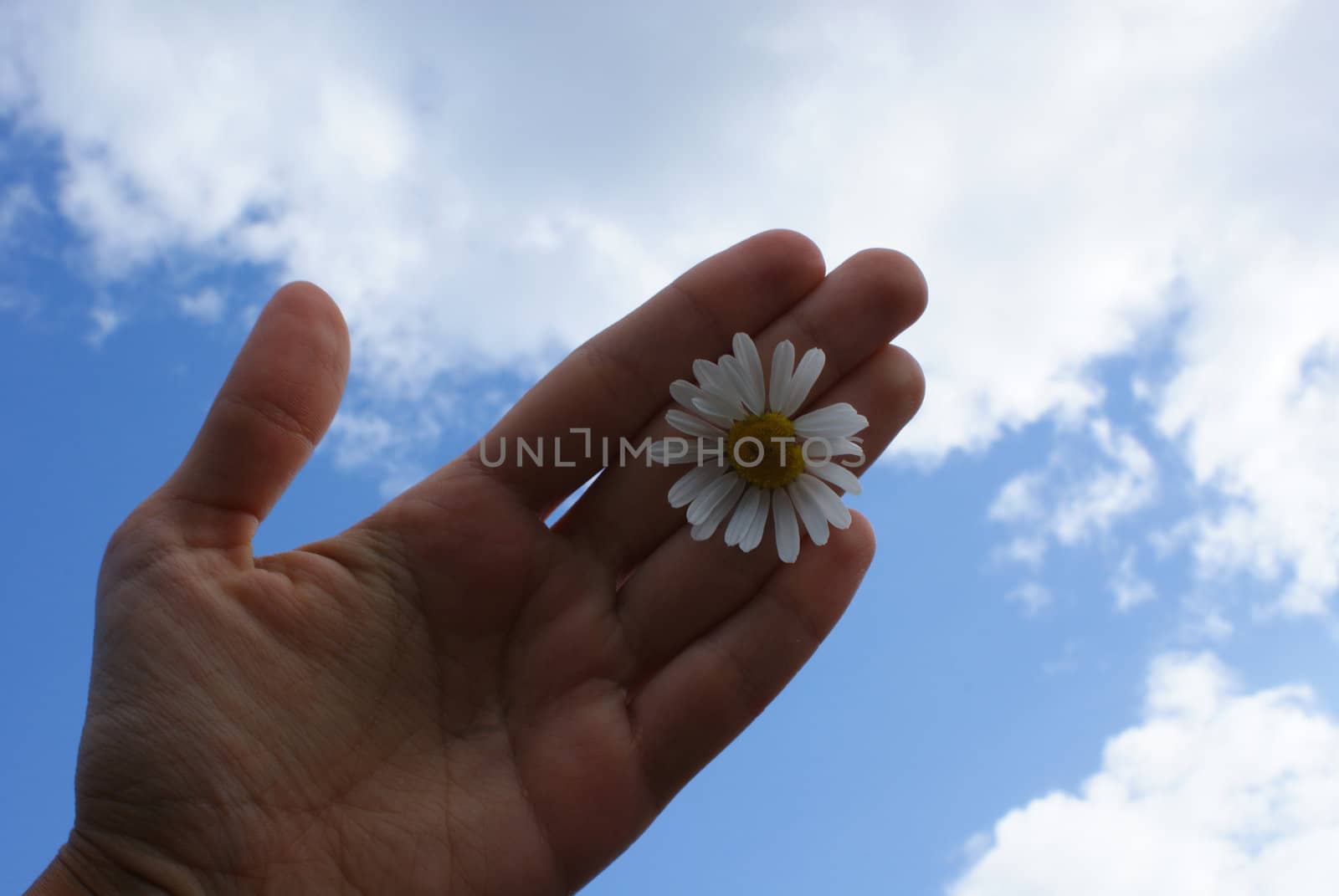 Camomile in hand against the blue sky background