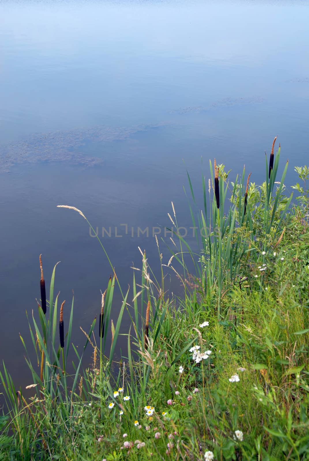 rush in grass by tranquil lake landscape