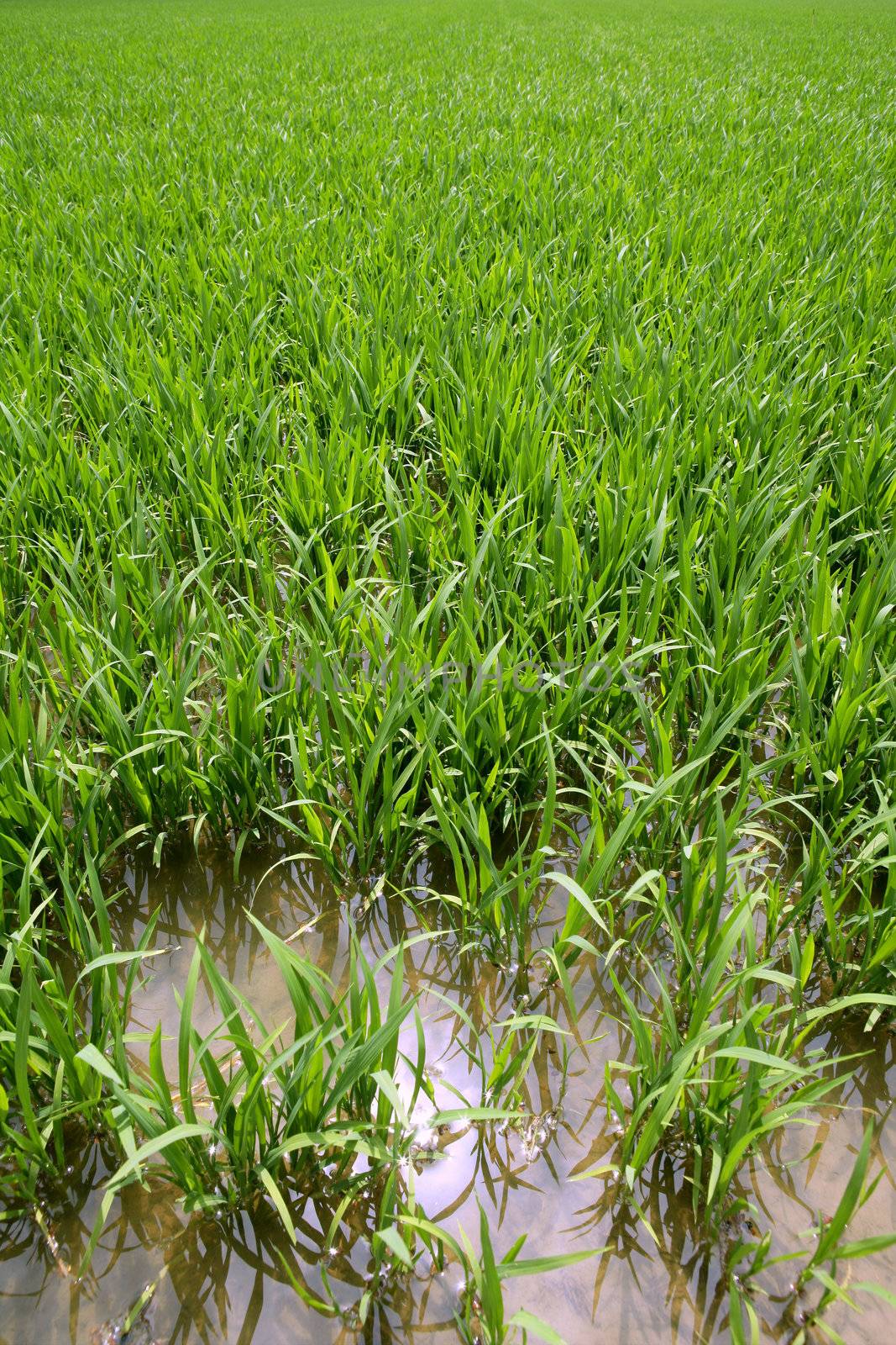 Green rice plants in irrigation water spring fields