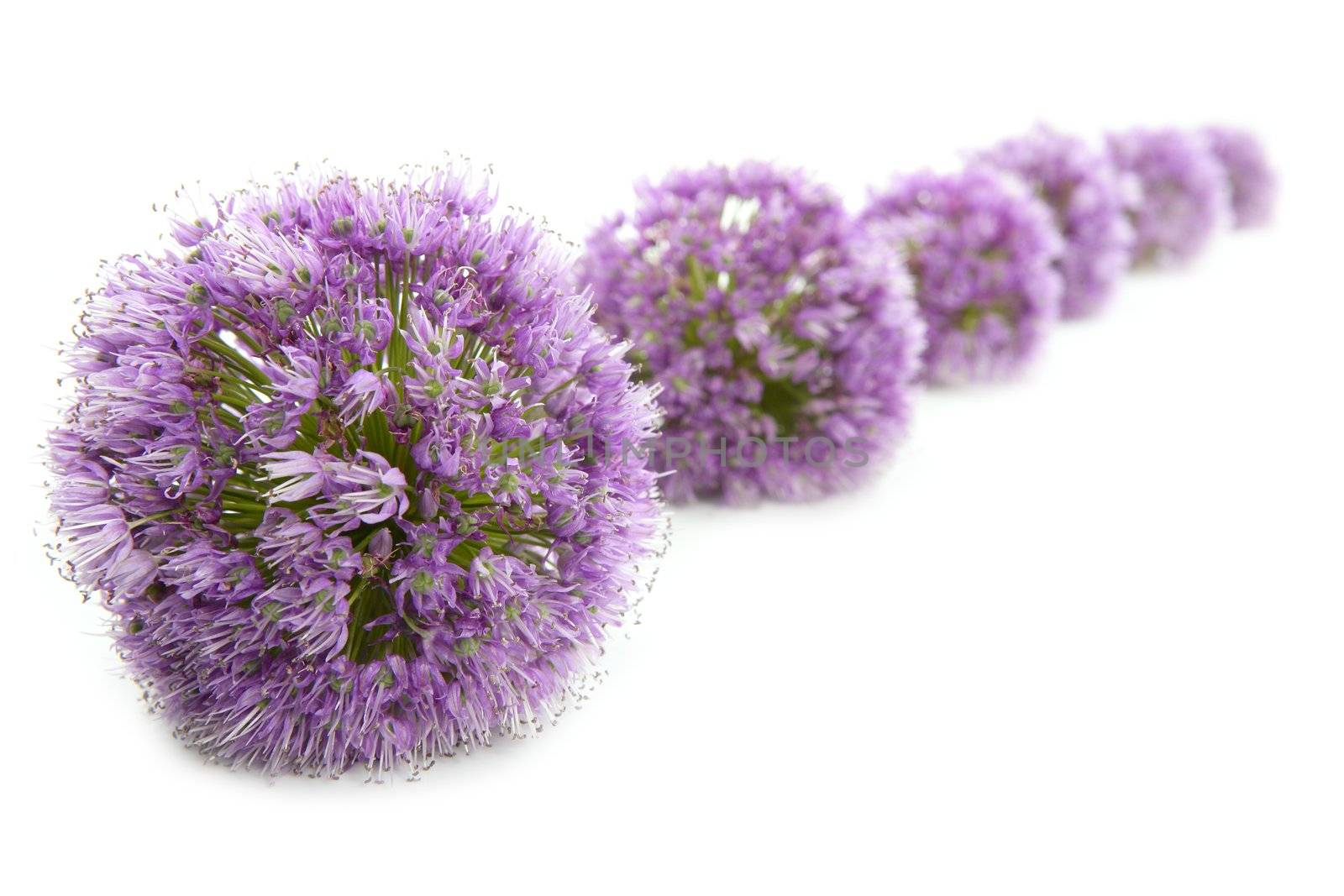 Onion purple flower macro detail in a line row isolated on white