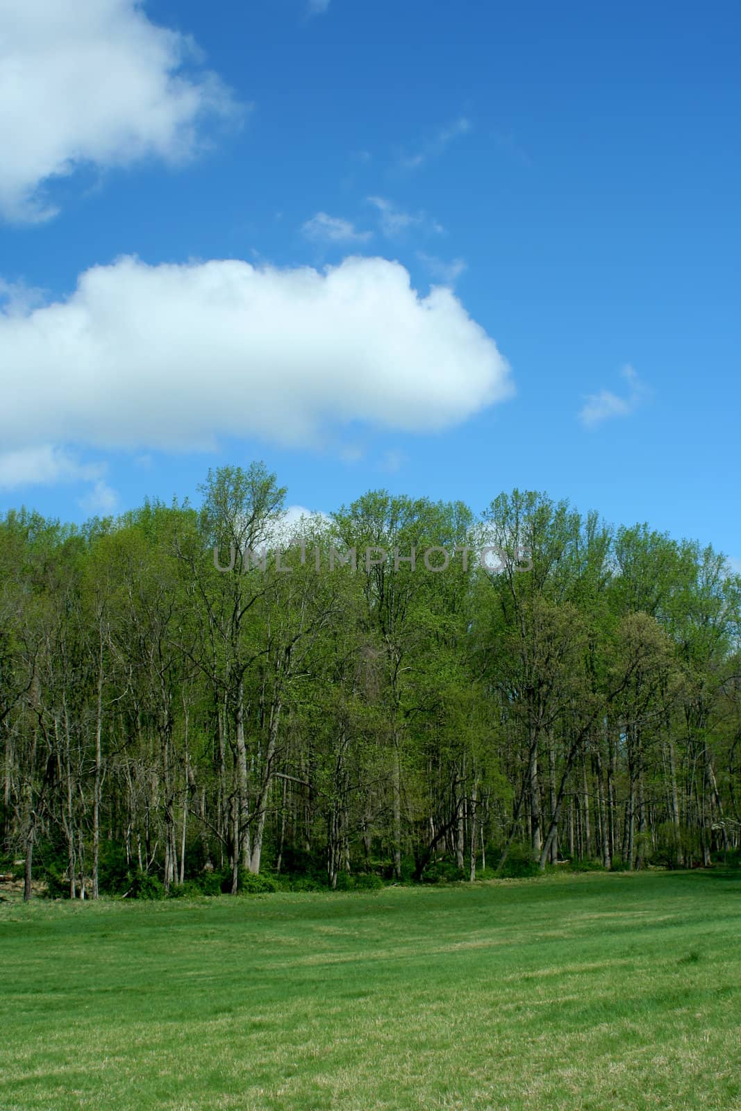 Spring trees with blue sky and grass