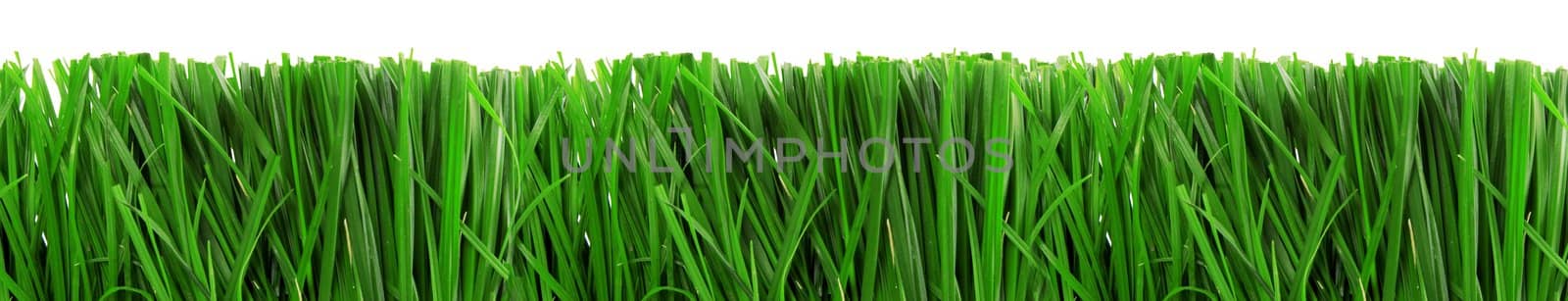fresh spring green grass isolated on white background 