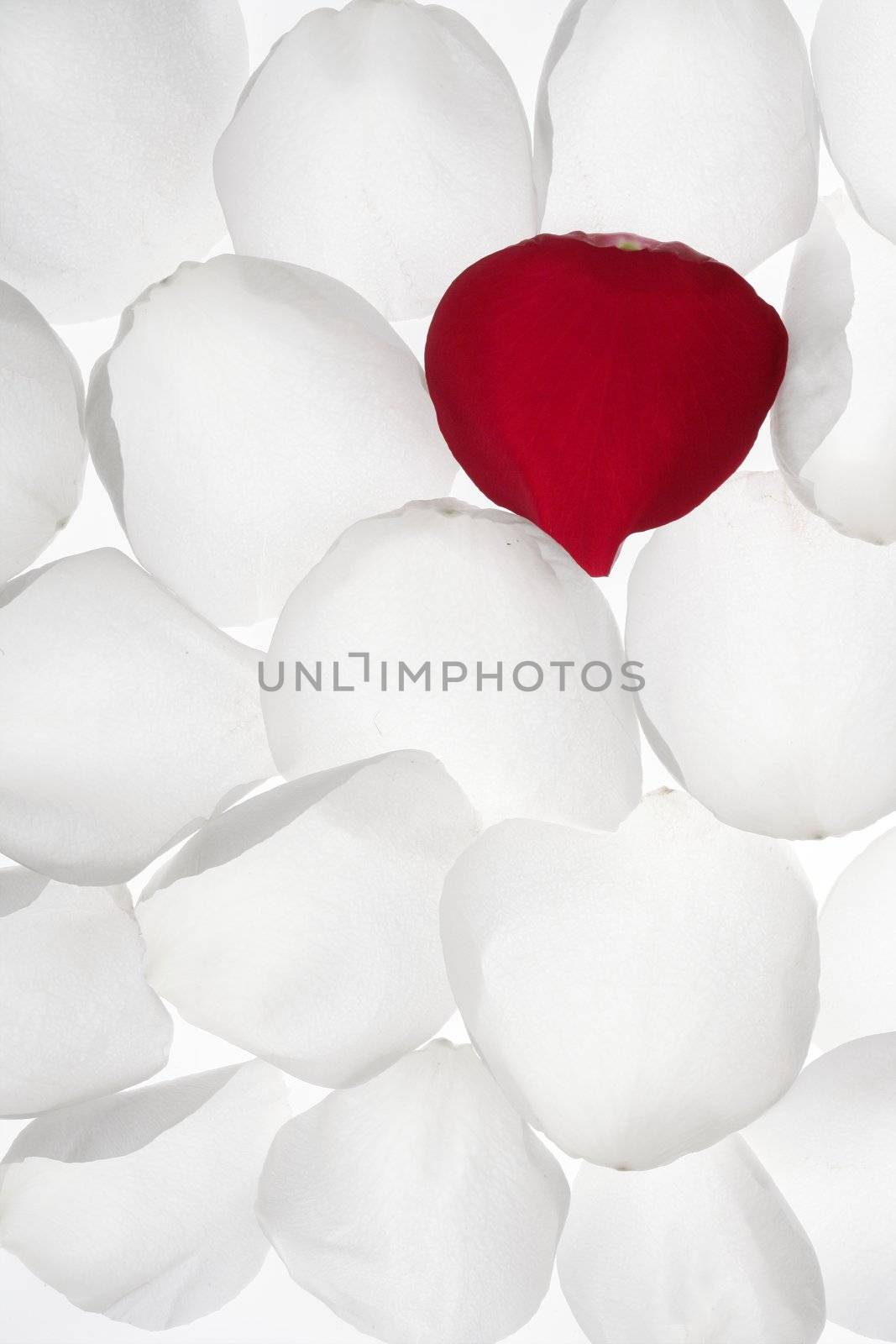 Unique, alone red rose petal between white pattern tranparent wallpaper