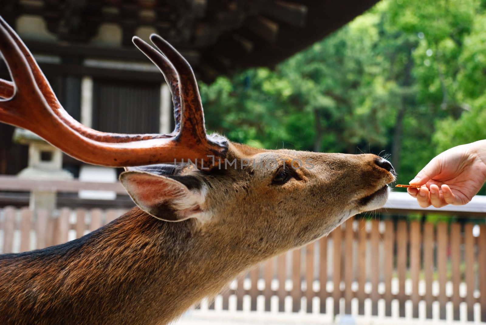 A spotted deer eating a biscuit from a human hand in Nara, Japan.