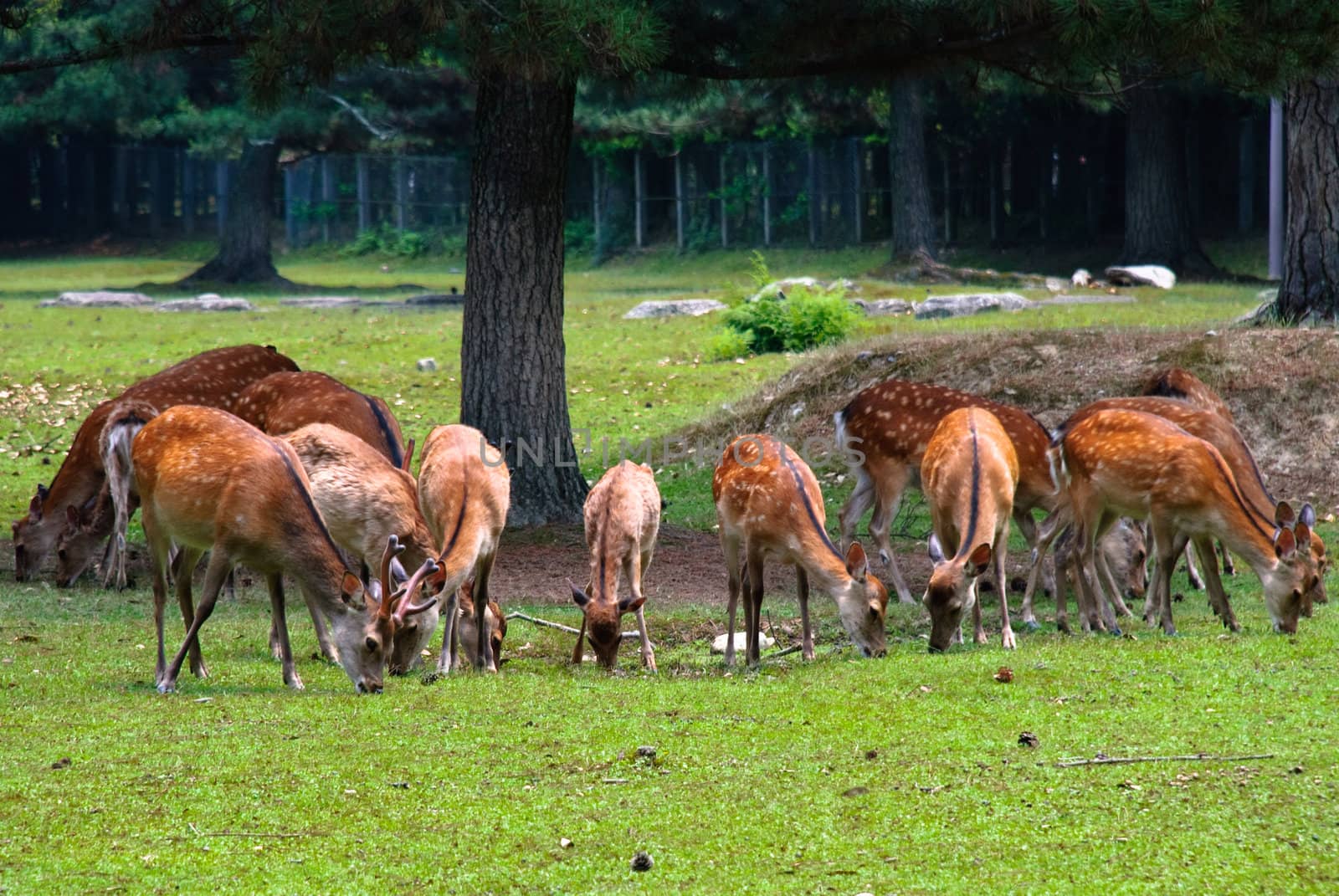 Spotted deers grazing grass in Nara, Japan.