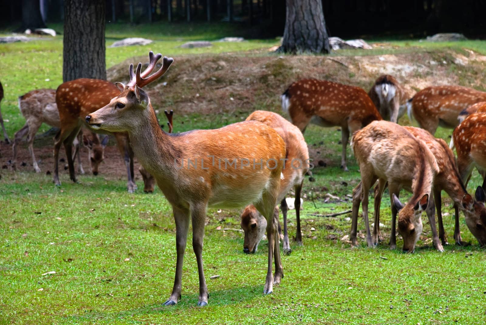 Herd of spotted deer in a japanese park by 300pixel