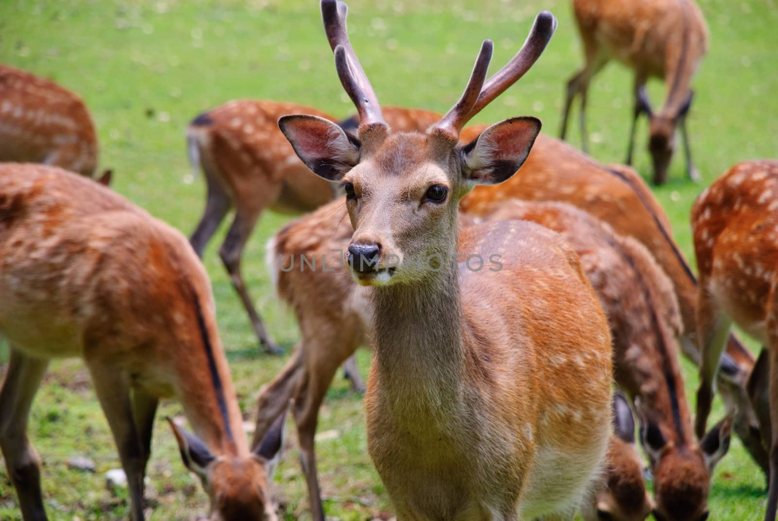 Male deer on the alert while the herd is grazing grass