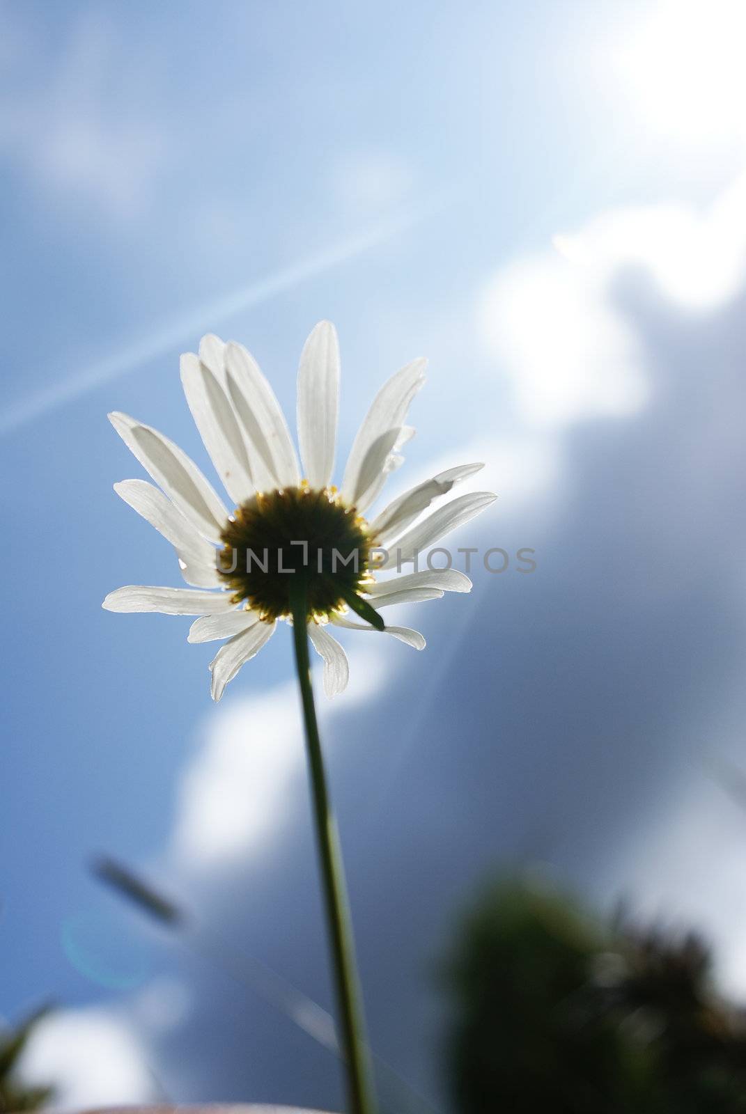 Fragile camomile in the blue sky