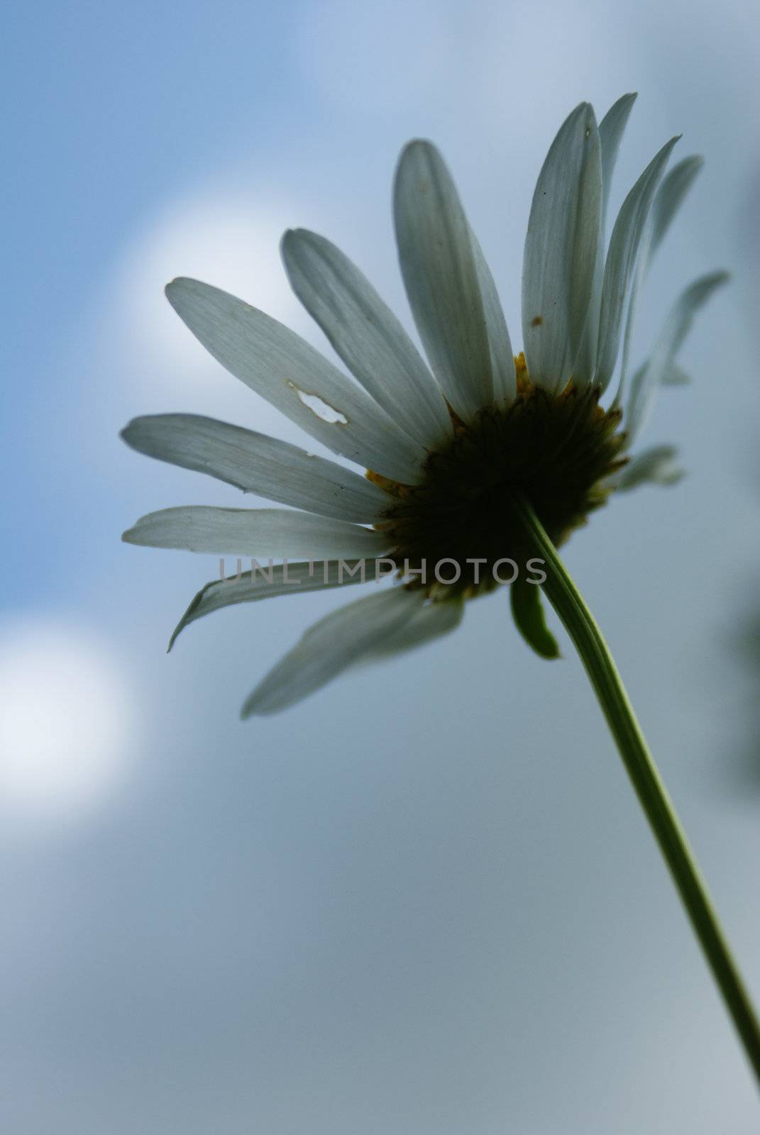 camomile in the sky by Katchen