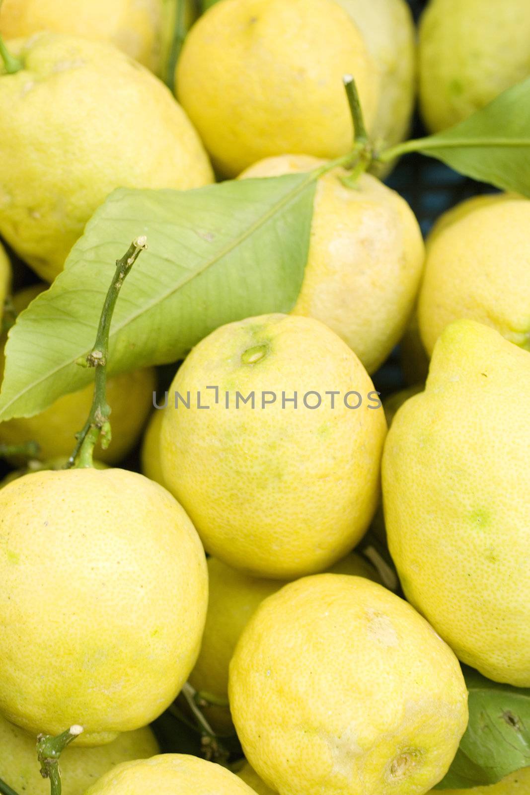 A lot of Sorrento's lemons
