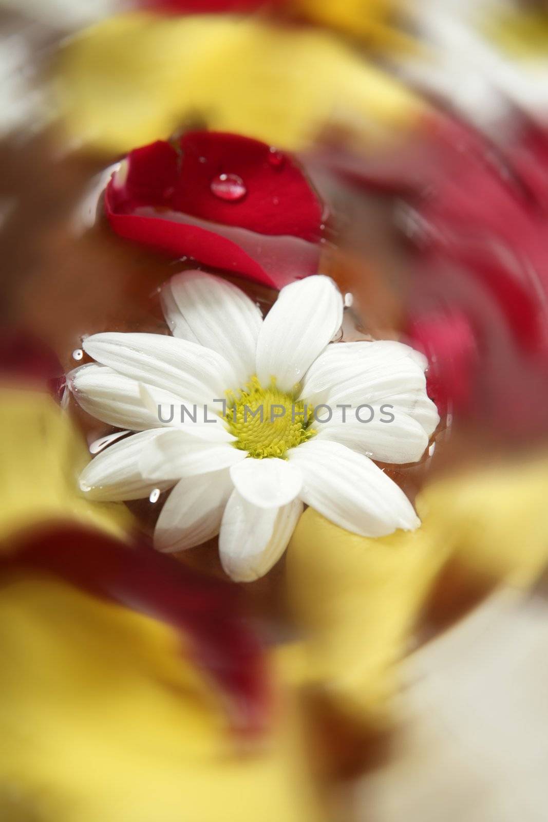 Rose petals and daisy flower on water spa aromatherapy bath