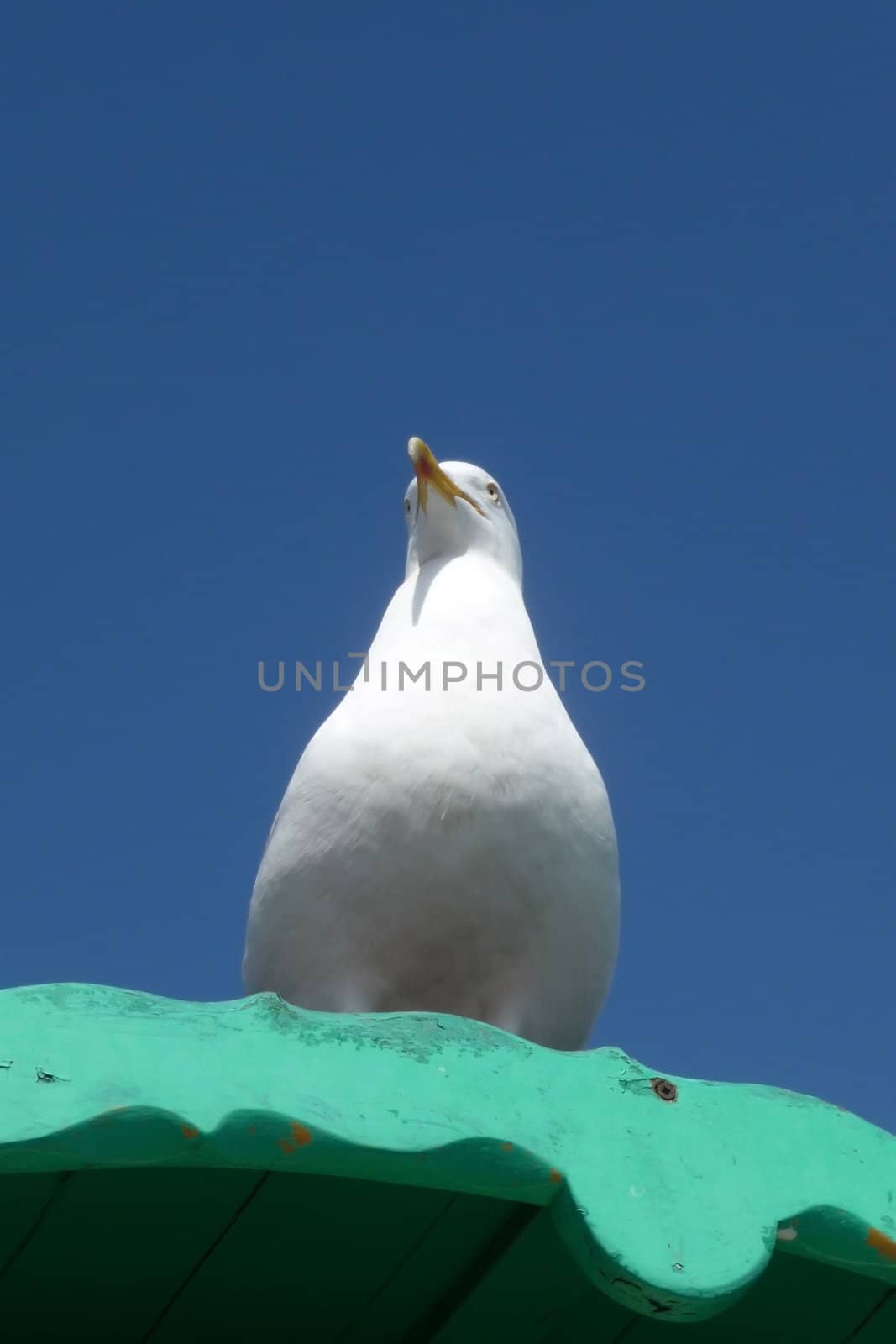 Seagull On Perch by harveysart