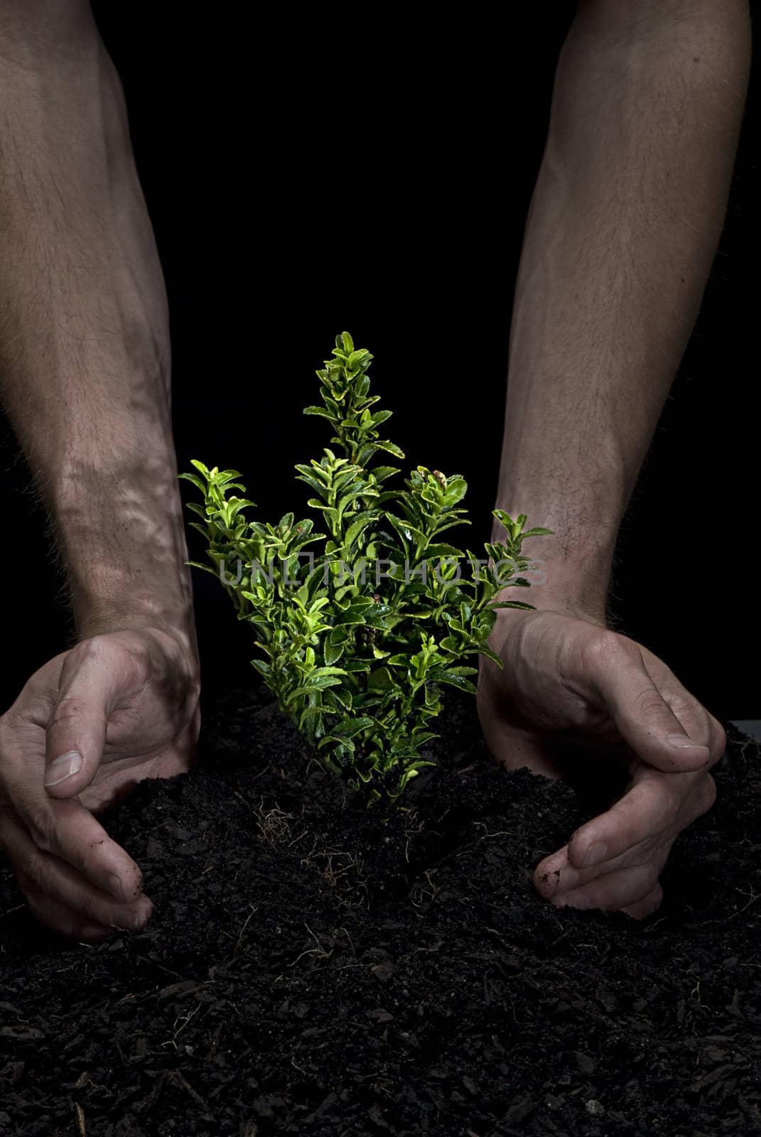 Male hands holding a small tree. Hands are dirty.