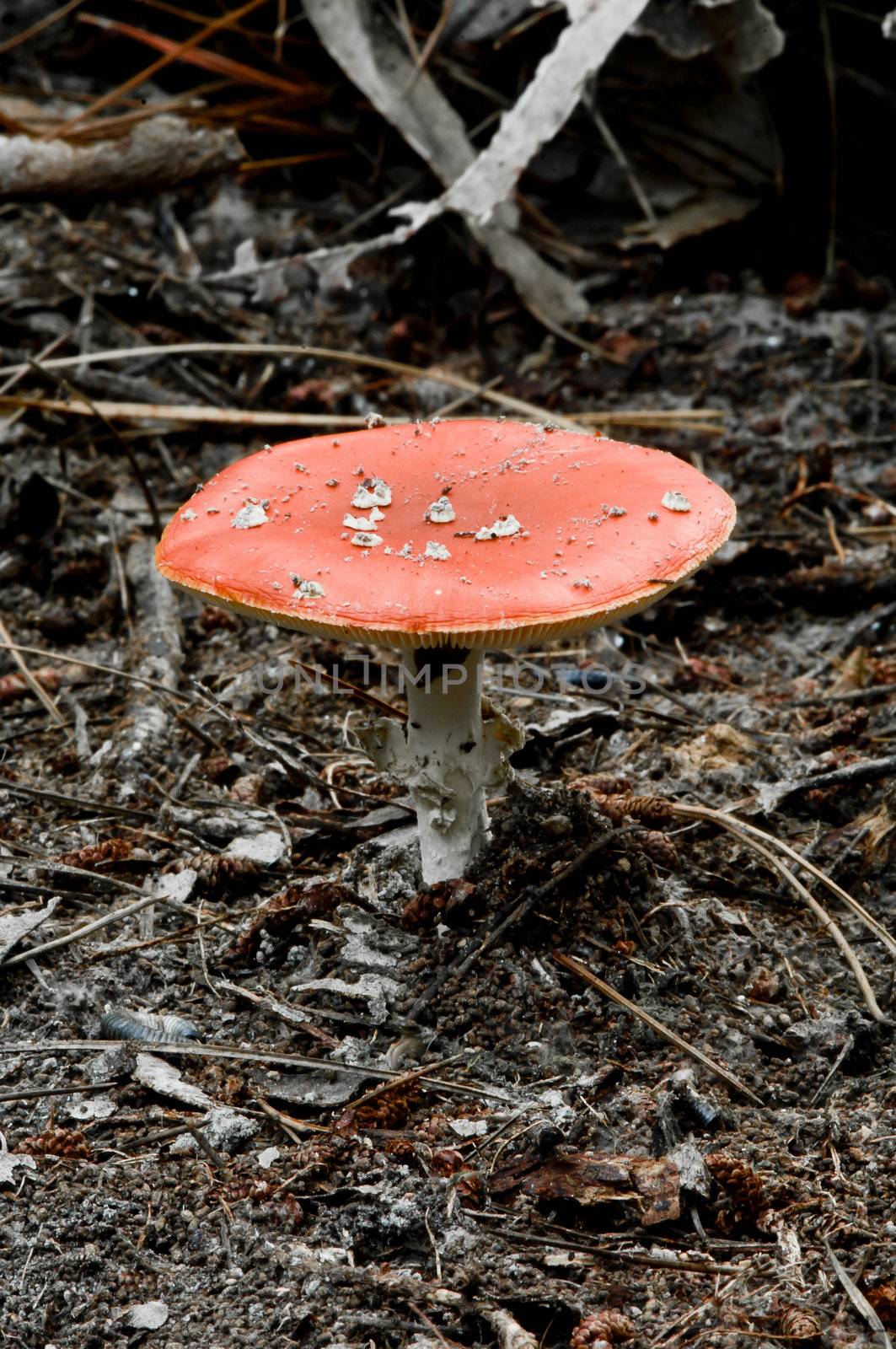 A toadstool in its natural environment of dirt, sticks and leaves on the forest floor