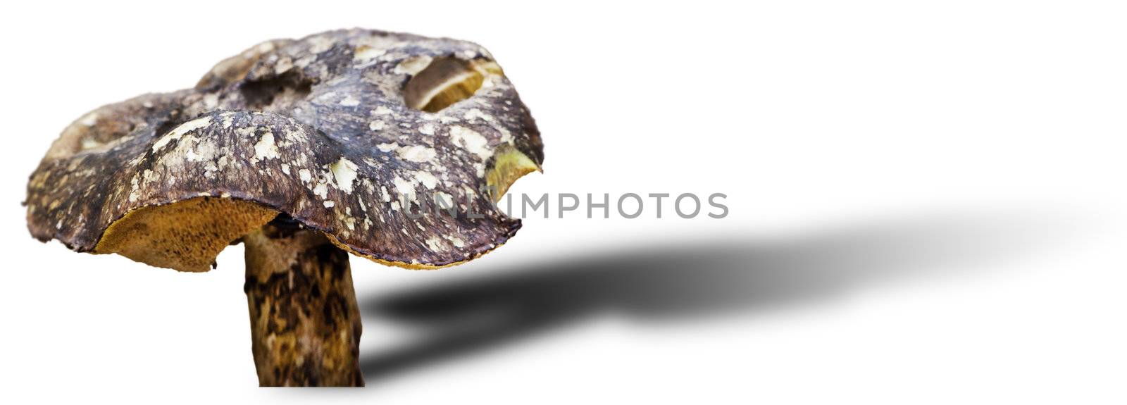  A Toadstool isolated on white with a drop shadow and room for text